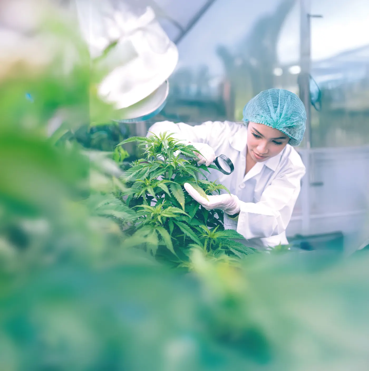 Medizinalcannabispflanze als Symbol für geprüfte pharmazeutische Qualität